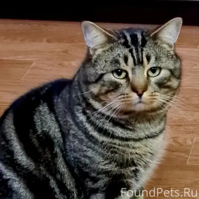 Пропал кот Микусь, улица Лесопильщиков