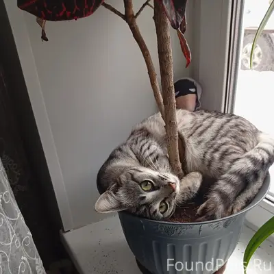 Пропал кот, район Минеево