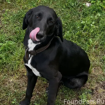 Пропал пёс Байкал, район Кирпичного