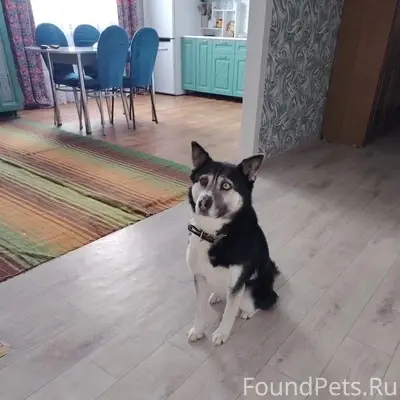 Пропала собака, Туймазинский Район