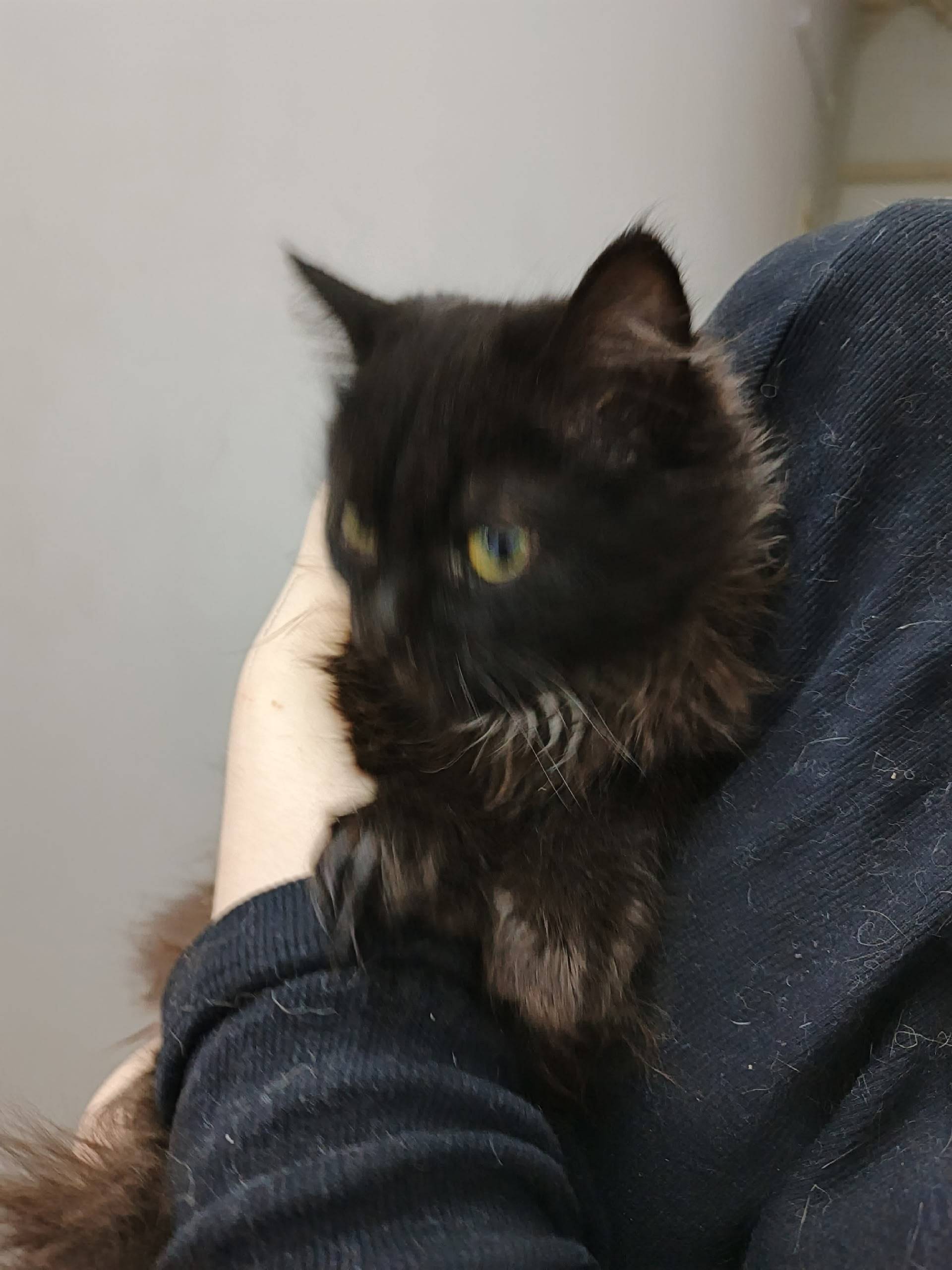 Найдена кошка, Фалалеева 3