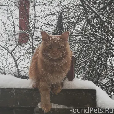 Пропал рыжий кот, район улицы Криницкого и Восстания