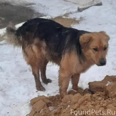 Пропала крупная собака Аврора, 6 микрорайон