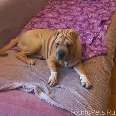 Найден шарпей Ева, Новомосковск