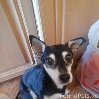 Пропала собака, Московский тракт