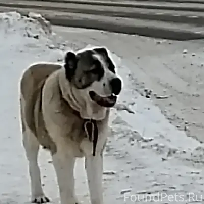 Пропала собака, п. Мирный