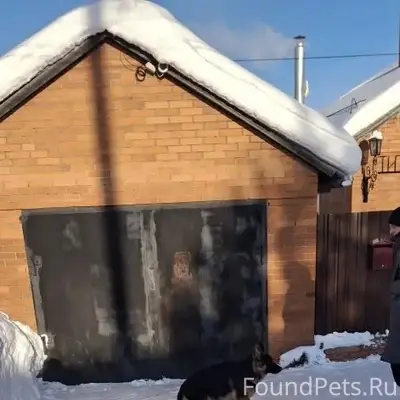 Пропал щенок овчарки, центральный район