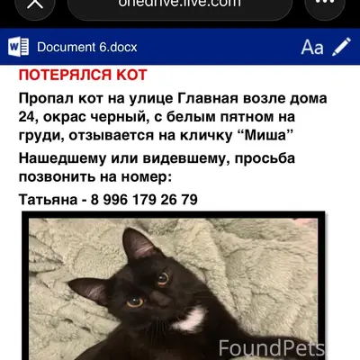 Пропал домашний кот, Екатеринбург, Исток