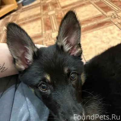 Найден щенок девочка, улица Луговая