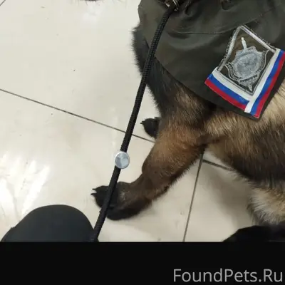 Пропала бельгийская овчарка, район больницы