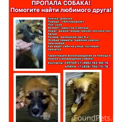 Пропала беспородная собака, Ростов-на-Дону