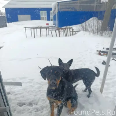 Найден кобель, с. Московка Липецкой обл.