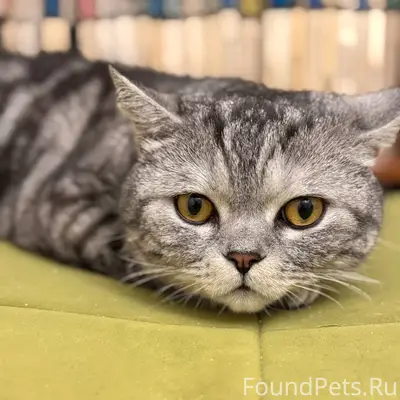 Найден кот шотландской породы, пр. Ленина