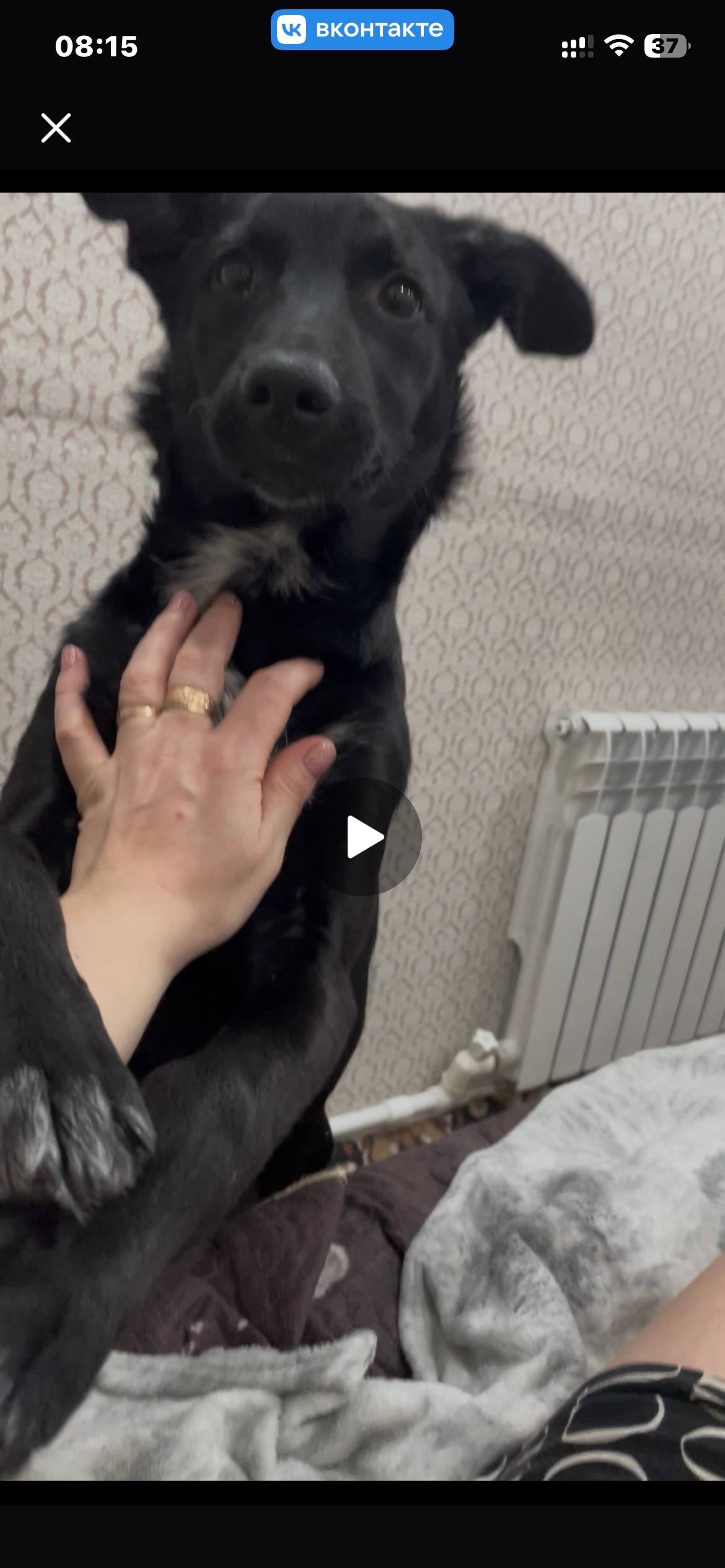 Пропал Рекс, Северный район