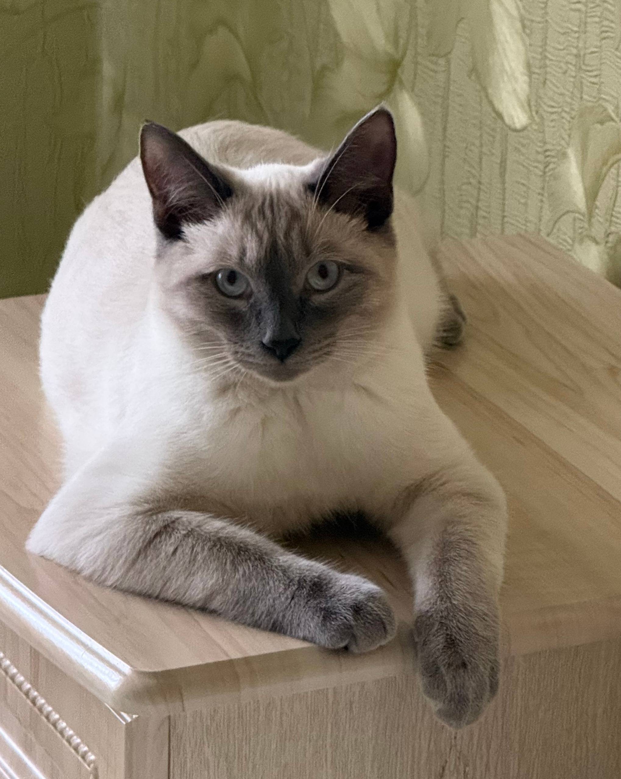 Пропал тайский кот, район клуба Эра