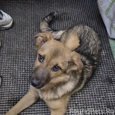 Найденна молодая собака, Стаханова