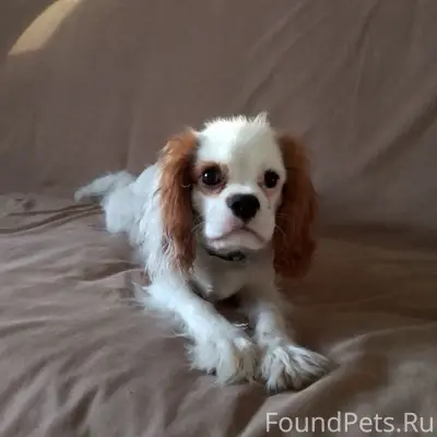 Пропал Кавалер Кинг Чарльз спаниель Коржик, п. Ким