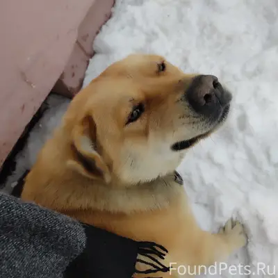 Пропала собака, между центром культуры и второй школой