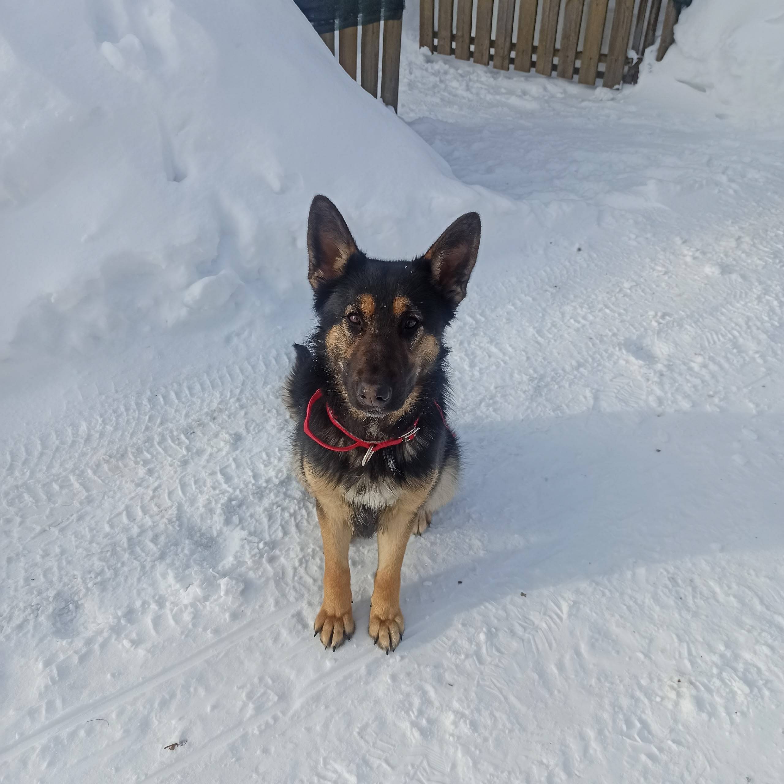 Найден метис, район Сысоево
