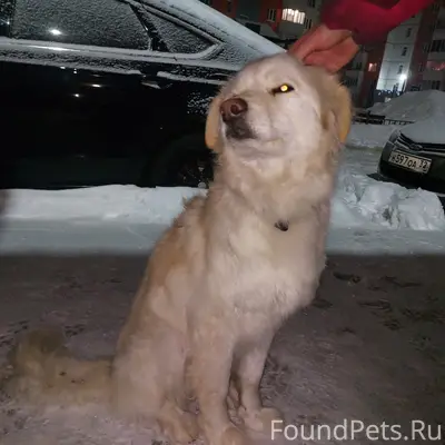 Найдена собака, район Романа Брянского