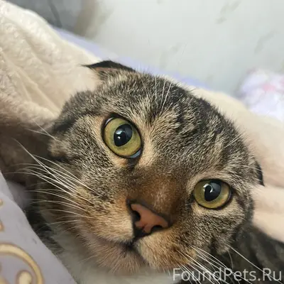 Пропал вислоухий кот, п. Н.Голубево