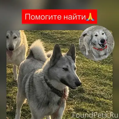 Пропал мальчик сибирской лайки, Верхнерусское