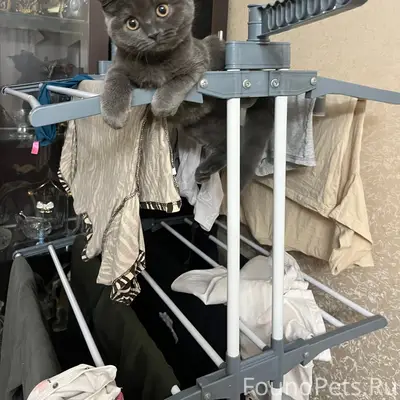 Пропала кошка, Истра