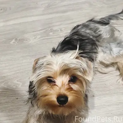 Пропала собака