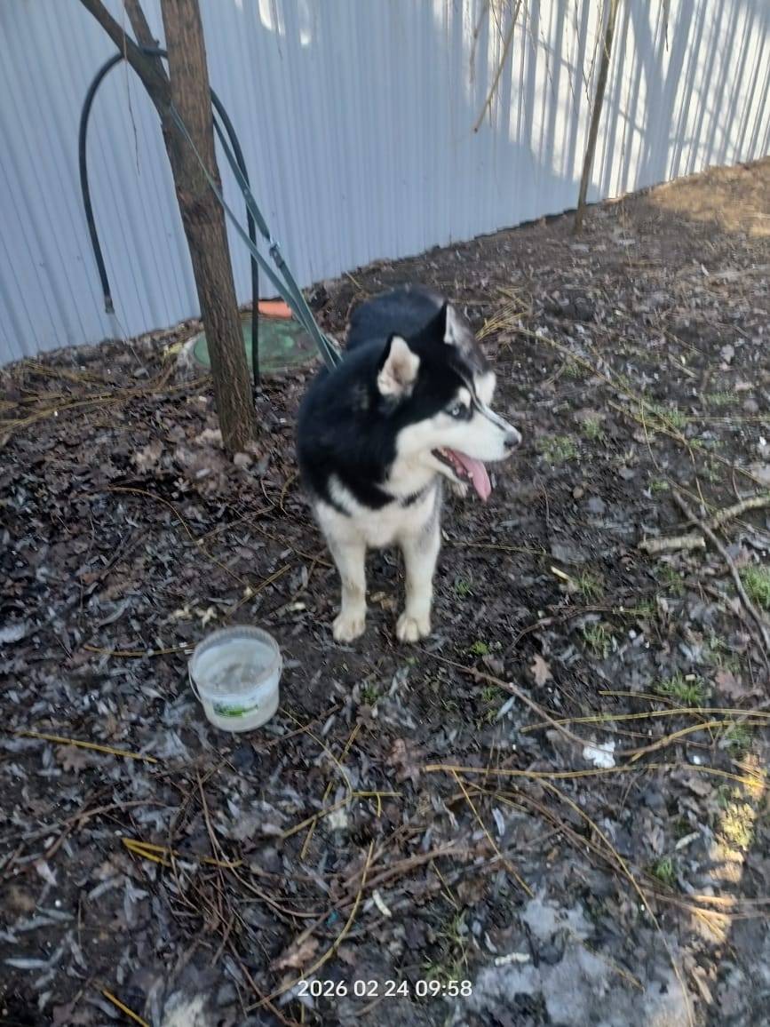 Найден тип собака, парк Островского