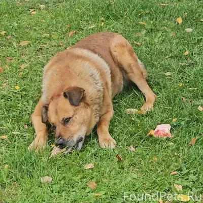 Пропал рыжий пёс Рыжий, Екатеринбург, Верх-Исетский район