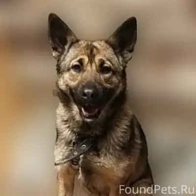 Пропала собака Аляска (Ляся), ул. Рабочая