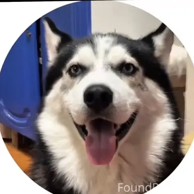 Пропал Хаски Байк, юг (Фурманова, Ленинградская)