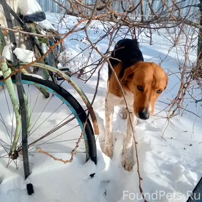 Пропал пёс, Латное, Воронежская область