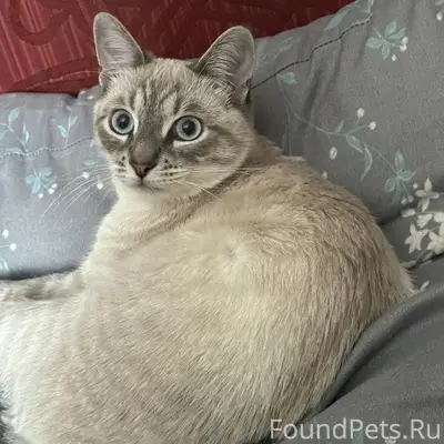 Пропал кот, частный сектор