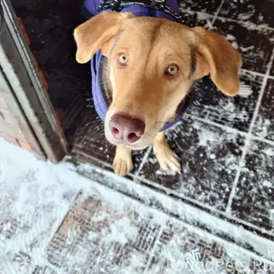 Найдена собака в синей попоне, Балашиха