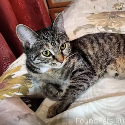 Пропала кошка Шиша, улица Набережная