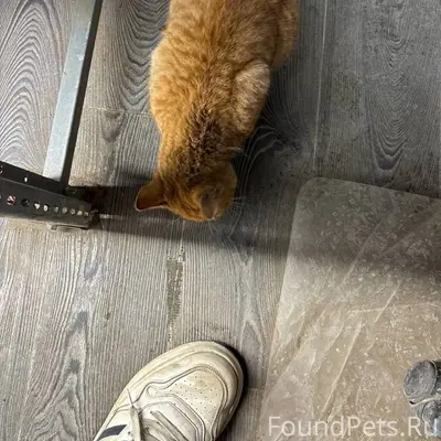 Найден кот, Дыбенко/Гастелло