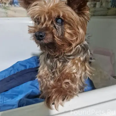 Найден мальчик, Умёт