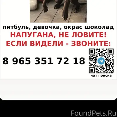 Пропала собака, Чаплыгино