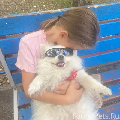 Пропала собака шпиц Пуша, улица Макарова