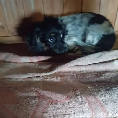 Пропал кокер-спаниэль Джокер, Магистральная