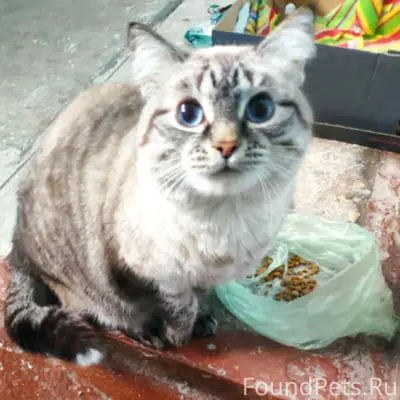 Найдена кошка, ул. Калинина