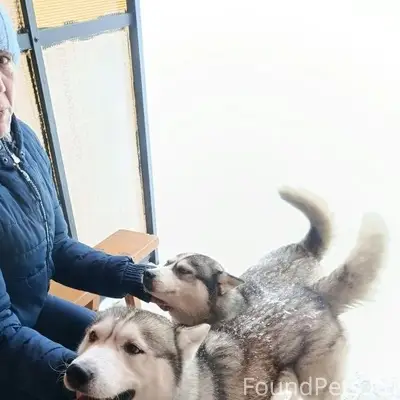 Найден мальчик хаски, найдена девочка хаски, д. Ратново