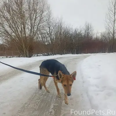 Пропала девочка Алиса, Калининград