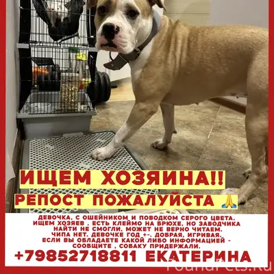 Найден стаффоршидский терьер, Московская область