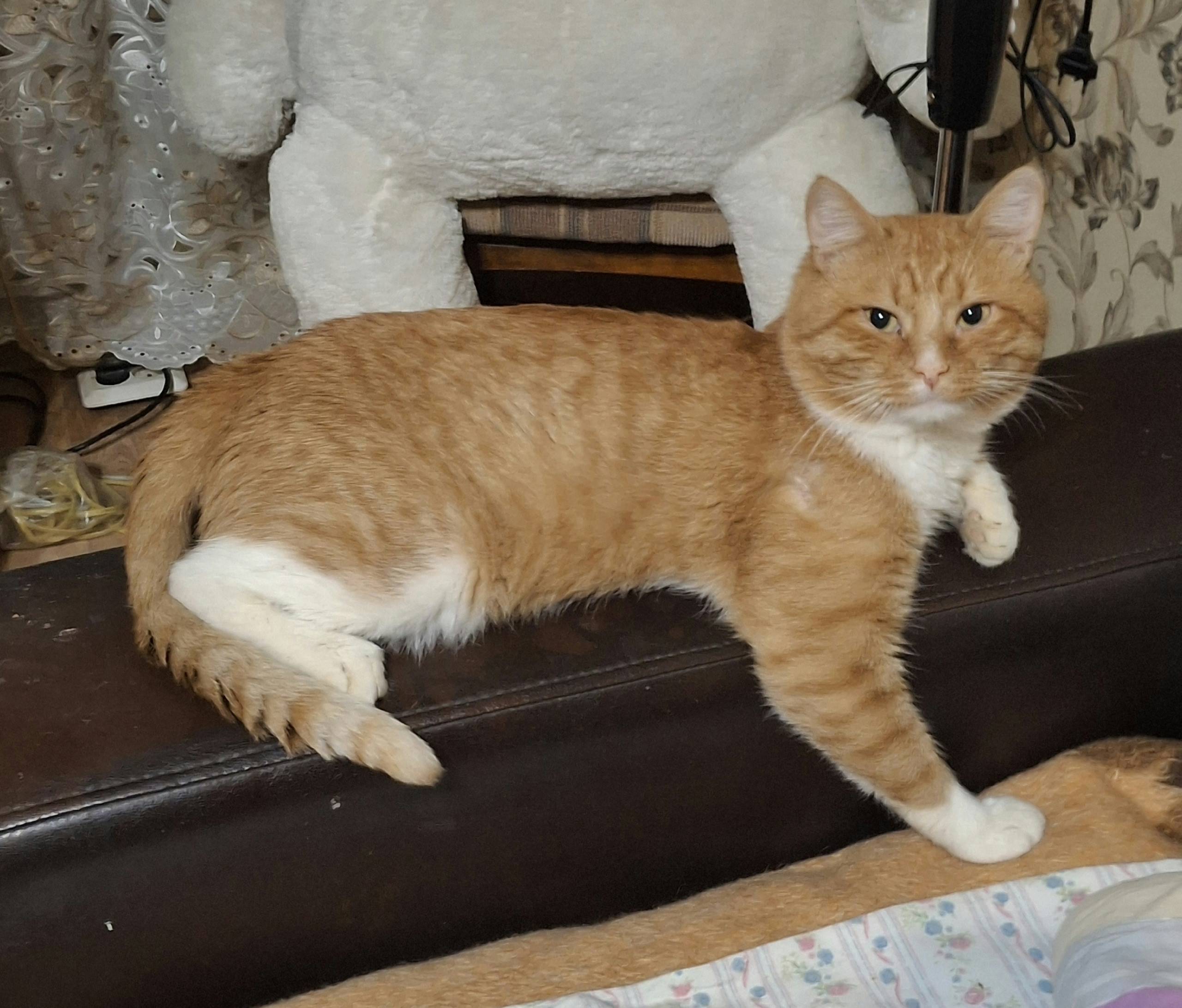 Пропал кот, район пивзавод