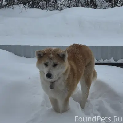 Пропала собака, 