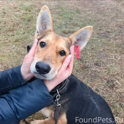 Пропала девочка Алиса, Калининград