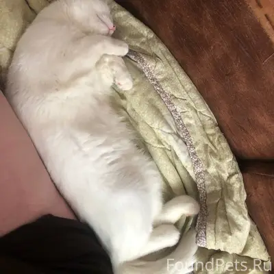 Пропал Као-Мани, глухой белый кот, Южный микрорайон