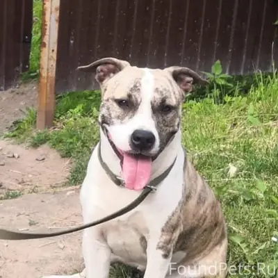 Пропала стаффорд Шанти, проезд Лоткова